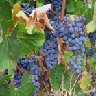 初学者应该了解的8个葡萄品种