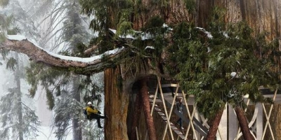 <b>把摩天大楼装进参天大树里 这是图啥？</b>