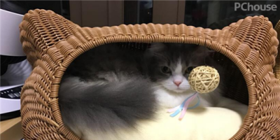 猫咪也疯狂 高阶宠物家居神器