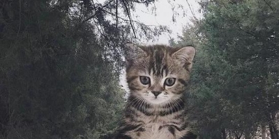 <b>当他养了一只3米高的猫咪后 治愈了全世界</b>