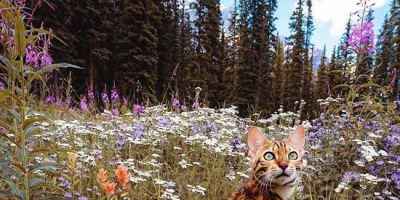 <b>另类博主带猫环游世界 拍下奇幻猫片圈粉160w</b>