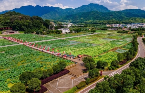 比日本大5倍的万亩樱花 就在国内美哭全球